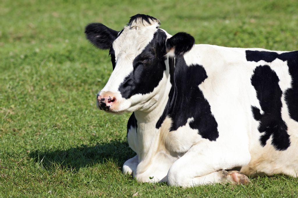 lying down on the grass